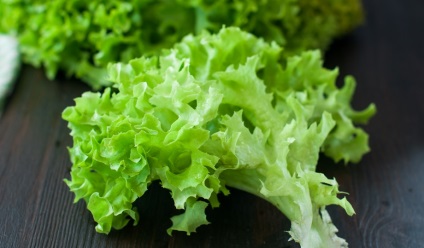 Termesztése saláta Saláta (fejes saláta)