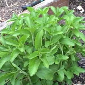 Növekvő Stevia - a kert gond nélkül