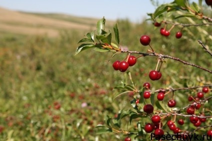 Cseresznye Szibériában ültetés és gondozás, szabályok, tippek