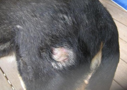 Tetvek kutyáknál a tünetek, fotó és kezelés, fertőtlenítés és fertőtlenítés - információk