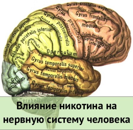 Hatása nikotin az idegrendszerre (hatás) A hatás a nikotin az idegrendszerre