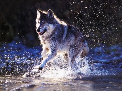 Farkasok, frissebb - a legjobb a nap, amit valaha is szüksége van!