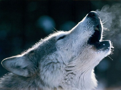 Farkasok, frissebb - a legjobb a nap, amit valaha is szüksége van!