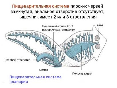 Minden reproduktív és a létfontosságú szerveket az élet laposférgek (rendszer laposférgek) Minden reproduktív és a létfontosságú szerveket az élet flatworms