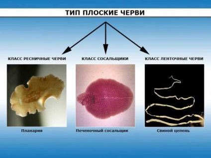 Minden reproduktív és a létfontosságú szerveket az élet laposférgek (rendszer laposférgek) Minden reproduktív és a létfontosságú szerveket az élet flatworms