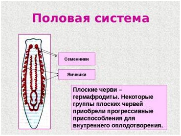 Minden reproduktív és a létfontosságú szerveket az élet flatworms