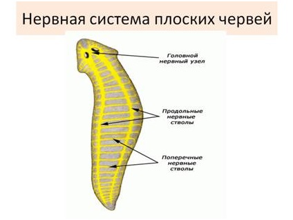 Minden reproduktív és a létfontosságú szerveket az élet laposférgek (lapos) Minden reproduktív és a létfontosságú szerveket az élet flatworms