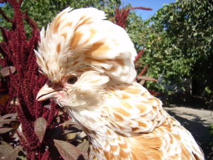 Haakteristika padovai csirke fajta, annak jellemzőit és fotó képviselőház