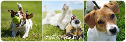 A karakter Dzhek Rassel terrier különösen, hogyan kell emelni (fotó) (Dzhek Rassel terrier) Karakter Dzhek Rassel terrier különösen, hogyan kell emelni (fotó)