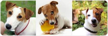 Karakter Dzhek Rassel terrier különösen, hogyan kell emelni (fotó) (jack) Karakter Dzhek Rassel terrier különösen, hogyan kell emelni (fotó)