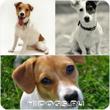 A karakter Dzhek Rassel terrier különösen, hogyan kell emelni (fotó) (Dzhek Rassel terrier) Karakter Dzhek Rassel terrier különösen, hogyan kell emelni (fotó)