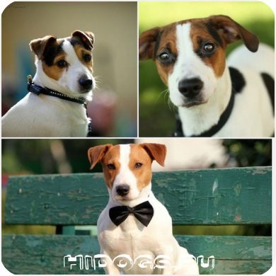 Karakter Dzhek Rassel terrier különösen, hogyan kell emelni (fotó) (karakter) Karakter Dzhek Rassel terrier különösen, hogyan kell emelni (fotó)
