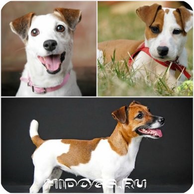 Karakter Dzhek Rassel terrier különösen, hogyan kell emelni (fotó) (terrier) Karakter Dzhek Rassel terrier különösen, hogyan kell emelni (fotó)