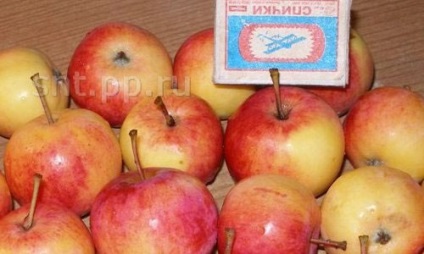 Apple Tree „Altáj pirospozsgás„- a fajtaleírást, fotó, vélemények