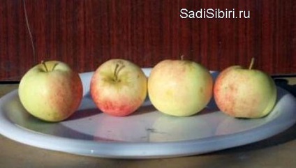 Apple Tree „Altáj pirospozsgás„- a fajtaleírást, fotó, vélemények