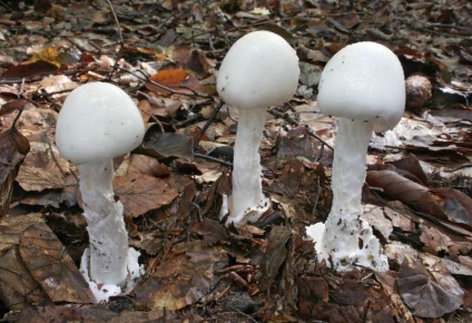 mérgező gombák