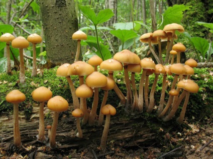 Mérgező gombák (gombák) mérgező gombák
