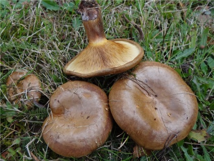 Mérgező gombák (mérgezés léphet fel) mérgező gombák