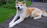 Japán kutyafajták (vadászkutyák Bred) Japán kutyafajták