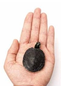 Ügyelve a kis teknős (zooafisha) - teknősök világ