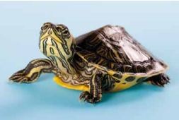 Ügyelve a kis teknős (zooafisha) - teknősök világ