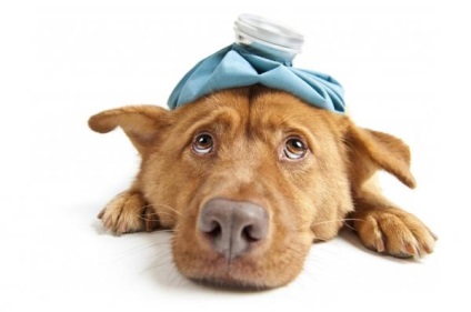 Miért immunmodulátor kutyáknak