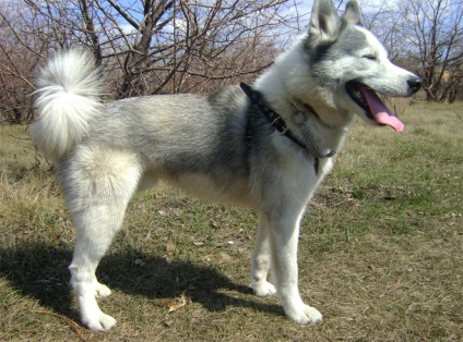 Nyugat-szibériai husky fajta leírását, jellemzőit, fotók, minden a kutya (husky) Nyugat-szibériai husky fajta leírását, jellemzőit, fotók, minden a kutyák