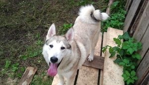 Nyugat-szibériai husky fajta leírását, jellemzőit, fotók, minden a kutyák (fajta) Nyugat-szibériai husky fajta leírását, jellemzőit, fotók, minden a kutyák