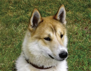 Nyugat-szibériai husky fajta leírását, jellemzőit, fotók, minden a kutyák (jellemző) Nyugat-szibériai husky fajta leírását, jellemzőit, fotók, minden a kutyák
