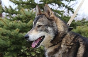 Nyugat-szibériai husky fajta leírását, jellemzőit, fotók, minden a kutya (husky) Nyugat-szibériai husky fajta leírását, jellemzőit, fotók, minden a kutyák