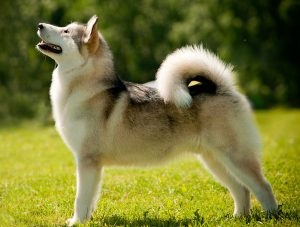 Nyugat-szibériai husky fajta leírását, jellemzőit, fotók, minden a kutyák (leírás) Nyugat-szibériai husky fajta leírását, jellemzőit, fotók, minden a kutyák