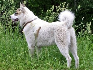 Nyugat-szibériai husky fajta leírását, jellemzőit, fotók, minden a kutyák