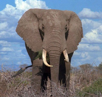 Állatok Afrika - afrikai elefánt