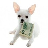 Állati üzlet, vagy hogy lehetséges-e, hogy a pénz Dogs, otthoni ápolás