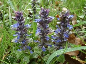 Ajuga reptans használják a népi gyógyászatban (kúszó) Ajuga reptans használják a népi gyógyászatban