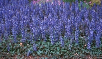 Ajuga reptans használják a népi gyógyászatban (Ajuga reptans) Ajuga reptans használják a népi gyógyászatban
