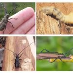 Barbel Beetle - fotó, leírás, cím és kockázatot az emberi