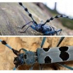 Barbel Beetle - fotó, leírás, cím és kockázatot az emberi