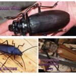 Barbel Beetle - fotó, leírás, cím és kockázatot az emberi