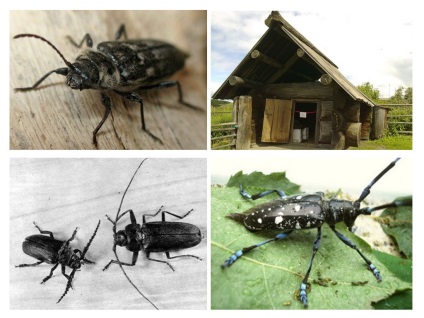 Barbel Beetle - fotó, leírás, cím és kockázatot az emberi