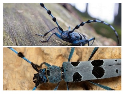 Barbel Beetle - fotó, leírás, cím és kockázatot az emberi