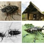 Barbel Beetle - fotó, leírás, cím és kockázatot az emberi
