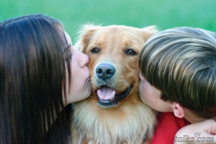 10 legjobb kutyafajták gyermekes családok