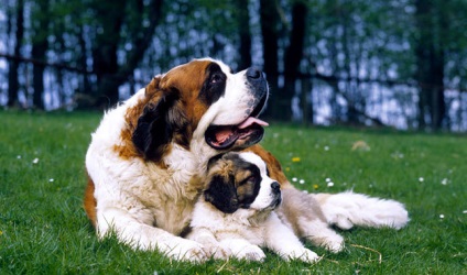 10 legjobb kutyafajták gyermekes családok