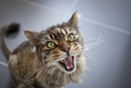 10 érdekes tény a macska túlélési stratégia az emberi városokban - faktrum