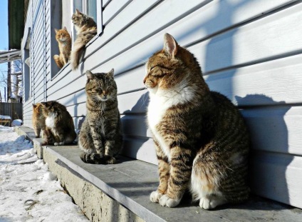 Március 1. Magyarországon ünneplik Világ vagy nemzetközi napja a macskák és macskák, amikor a nyaralás