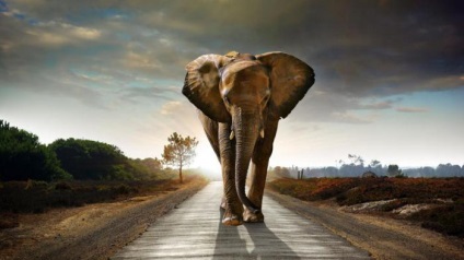 25 érdekes tény az elefántokat
