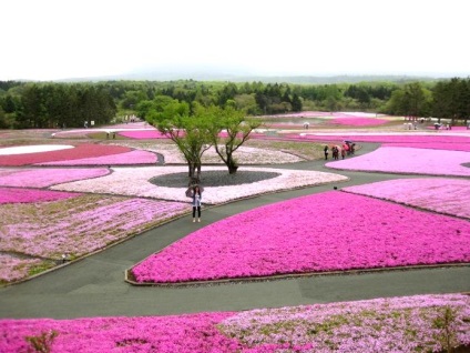 5 legszebb virág park Japánban, japán Online