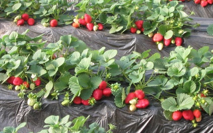 Mezőgazdasági gépek termesztése eper a kertben ültetés videó helyén ellátás és eper