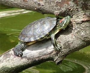 Акваріумна червоновуха черепаха - фото, чим годувати, утримання, догляд